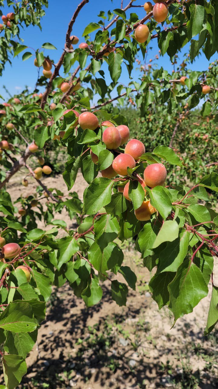 Яблоневый сад КулашБагы в предгорьях Алатау